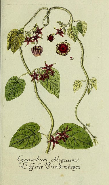 Matelea obliqua