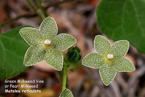 Matelea reticulata