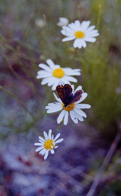 Camomille allemande