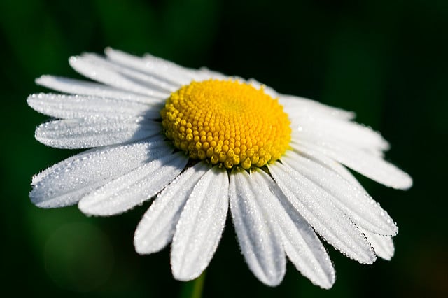 Camomille allemande