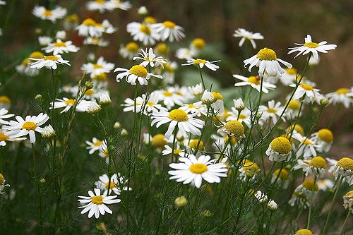 Camomille allemande