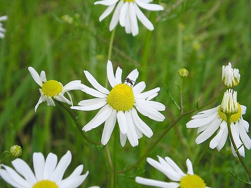 Camomille allemande