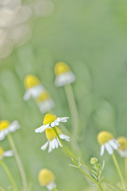 Camomille allemande