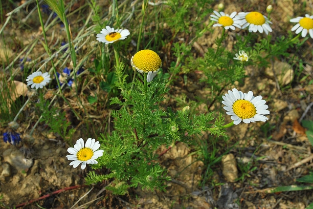 Camomille allemande (Matricaria chamomilla)
