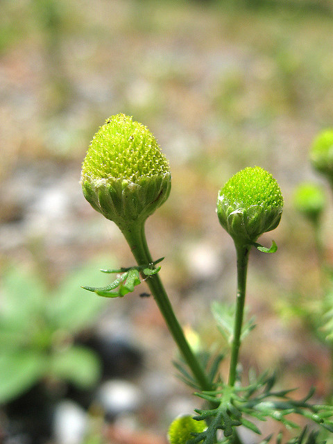 Matricaire odorante