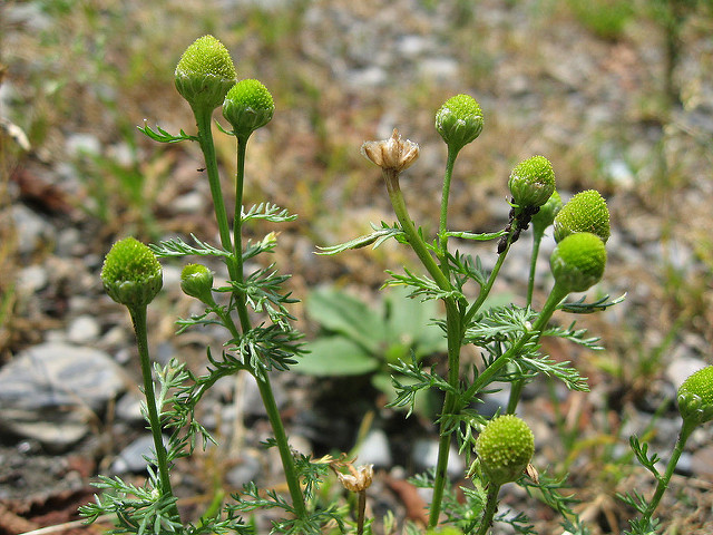 Matricaire odorante