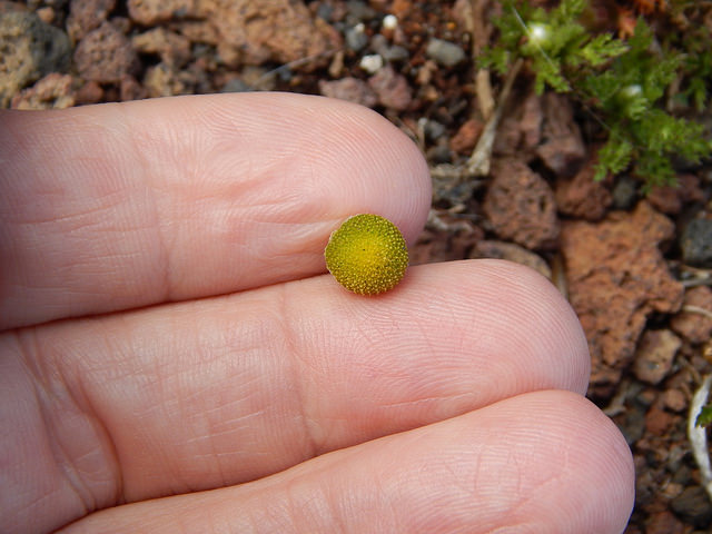 Matricaire odorante (Matricaria discoidea)