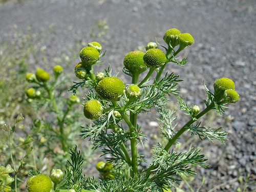 Matricaire fausse camomille