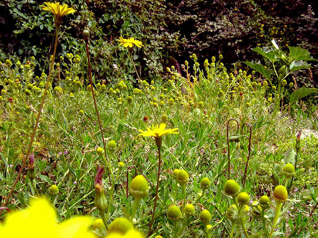 Matricaire fausse camomille