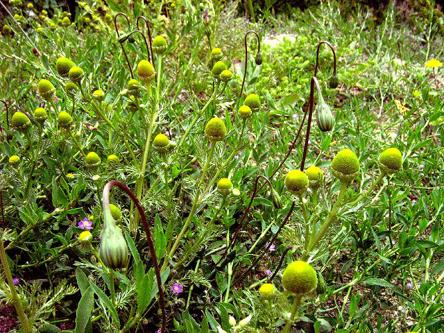 Matricaire fausse camomille