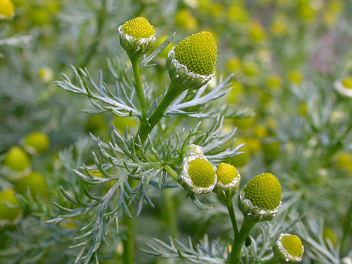 Matricaire fausse camomille