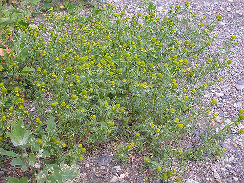 Matricaire fausse camomille (Matricaria matricarioides)
