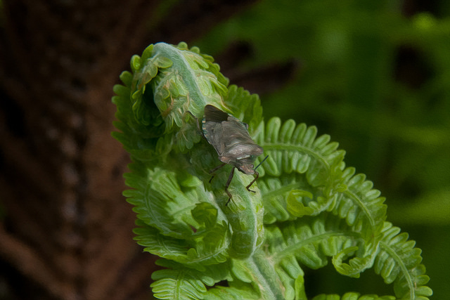 Fougère allemande (Matteuccia struthiopteris)