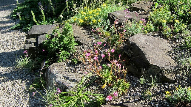 Matthiole en buisson (Matthiola fruticulosa)