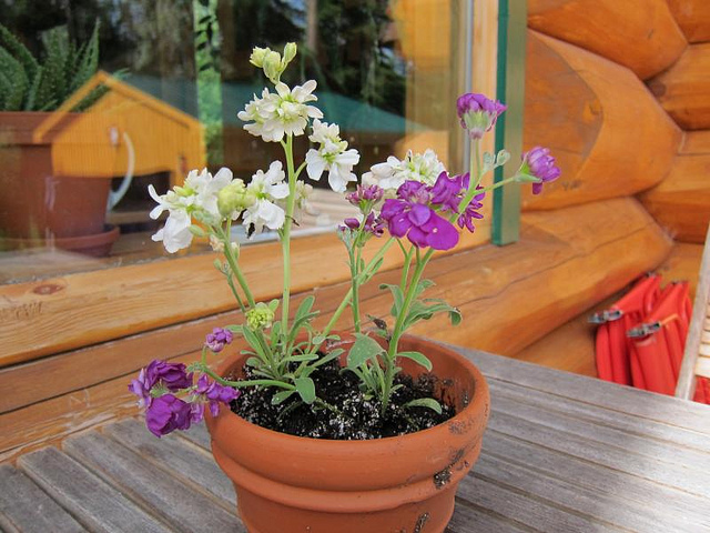 Grande giroflée (Matthiola incana)