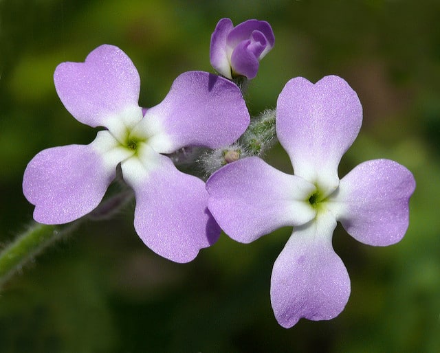 Giroflée odorante (Matthiola longipetala)
