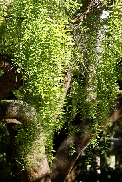 Maytenus boaria
