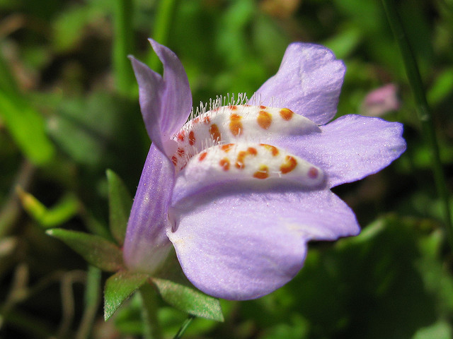Mazus miquelii