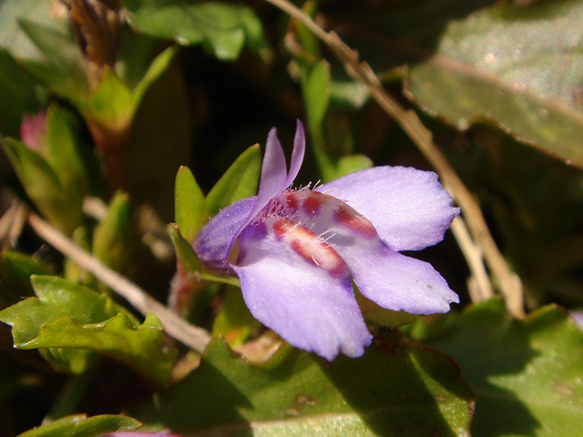 Mazus miquelii