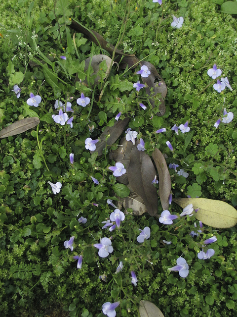 Mazus miquelii