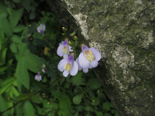 Mazus miquelii