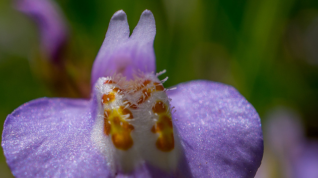 Mazus miquelii (Mazus miquelii)