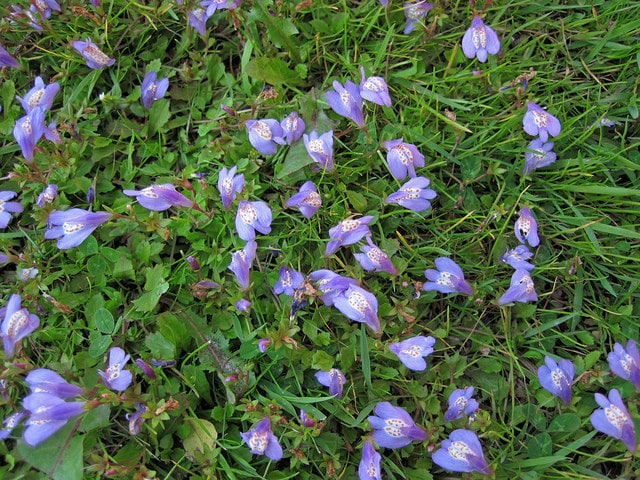 Mazus reptans (Mazus reptans)
