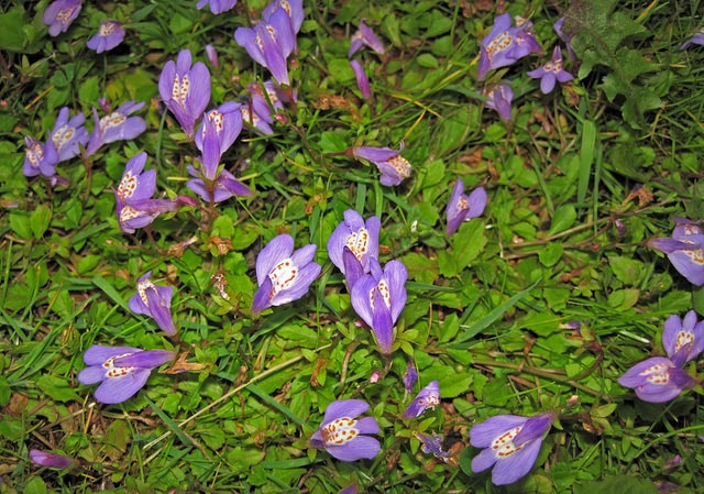 Mazus reptans