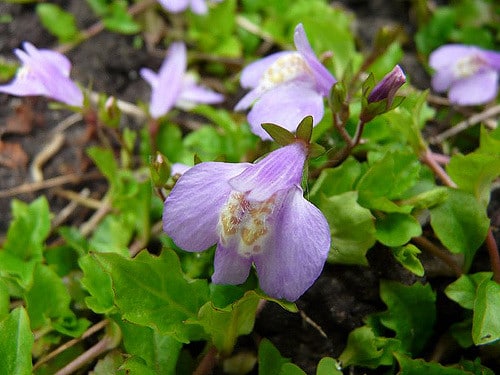 Mazus reptans
