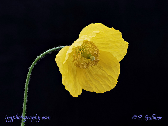Pavot du pays de galle (Meconopsis cambrica)