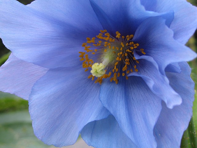 Meconopsis grandis (Meconopsis grandis)