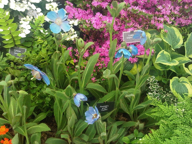 Meconopsis grandis