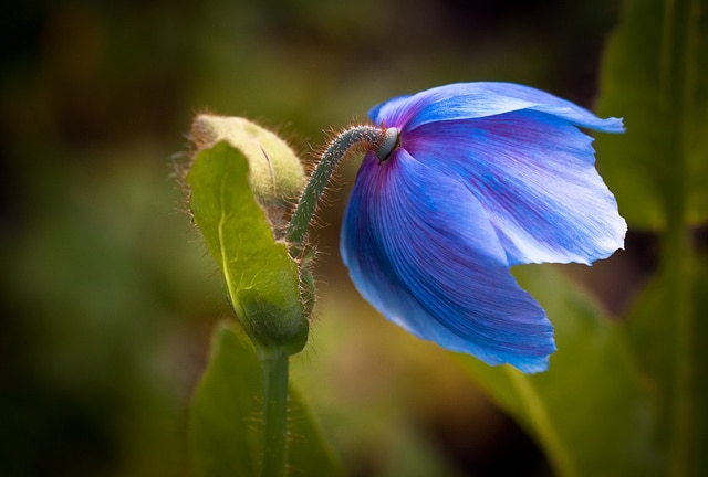 Meconopsis grandis