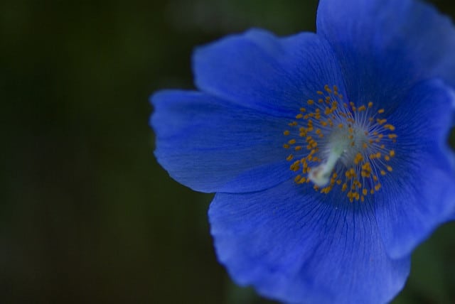 Meconopsis grandis