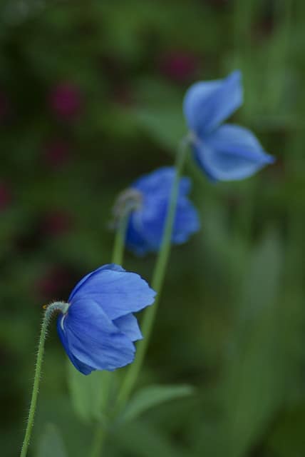 Meconopsis grandis
