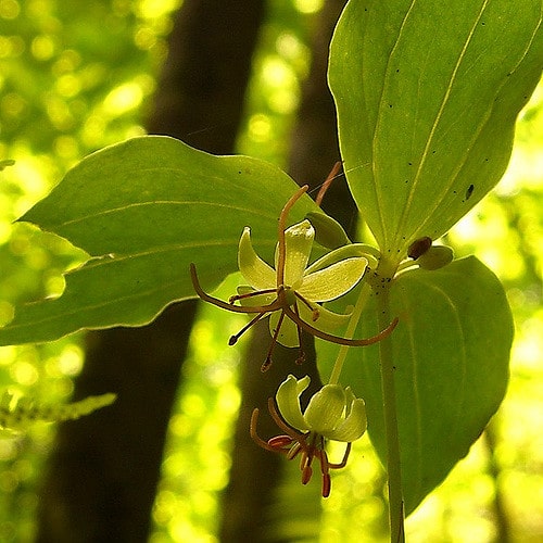 Medeola virginiana (Medeola virginiana)