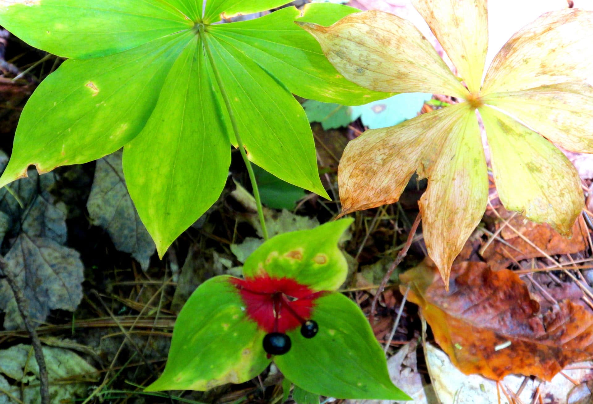 Medeola virginiana