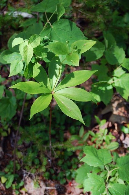 Medeola virginiana