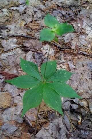 Medeola virginiana