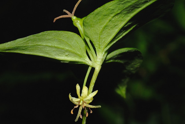 Medeola virginiana