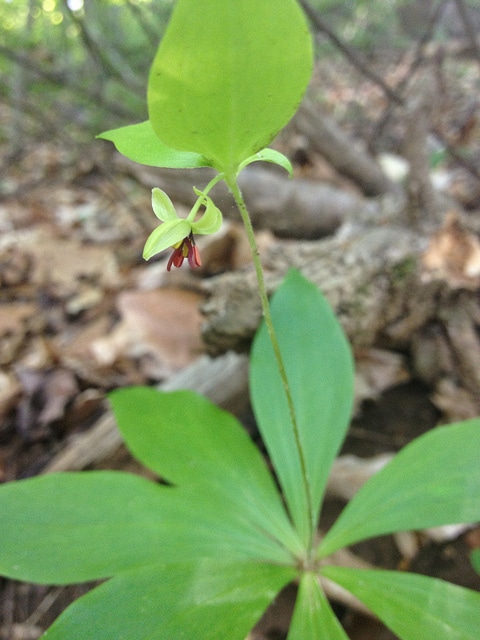 Medeola virginiana