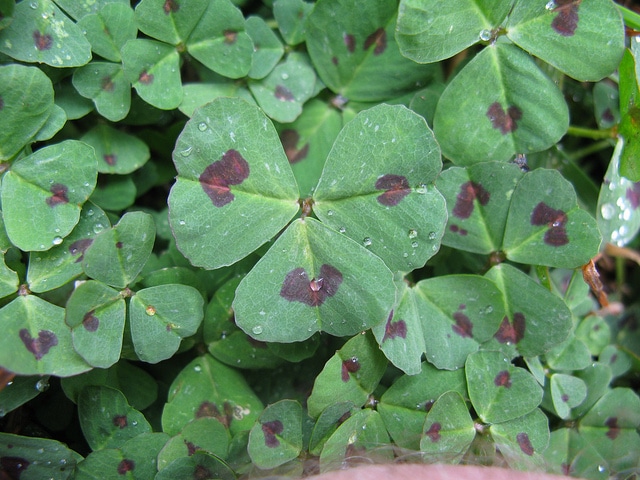 Medicago arabica