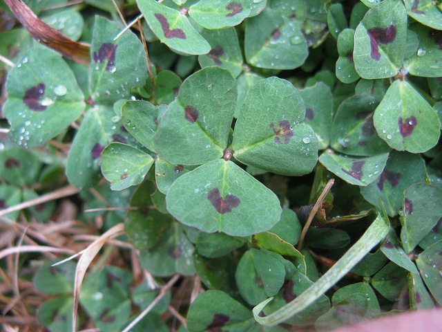 Medicago arabica
