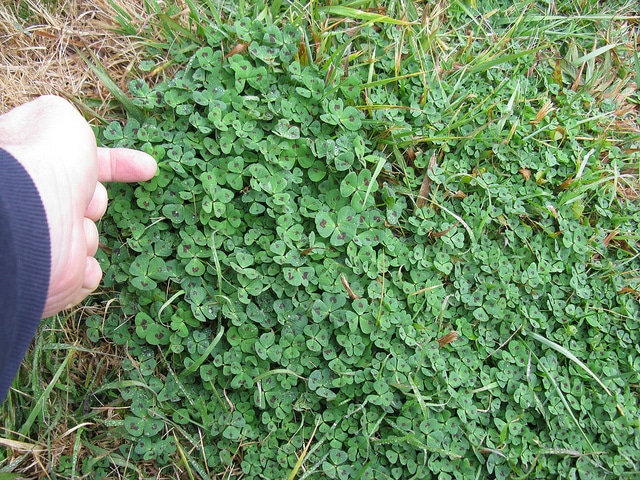 Medicago arabica
