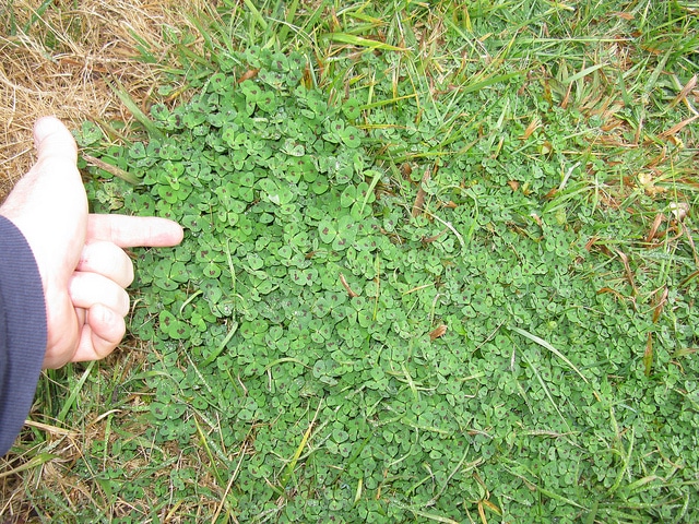 Medicago arabica