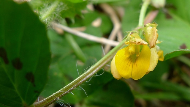 Medicago arabica
