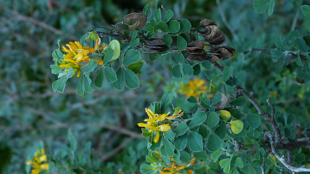 Luzerne arborescente (Medicago arborea)