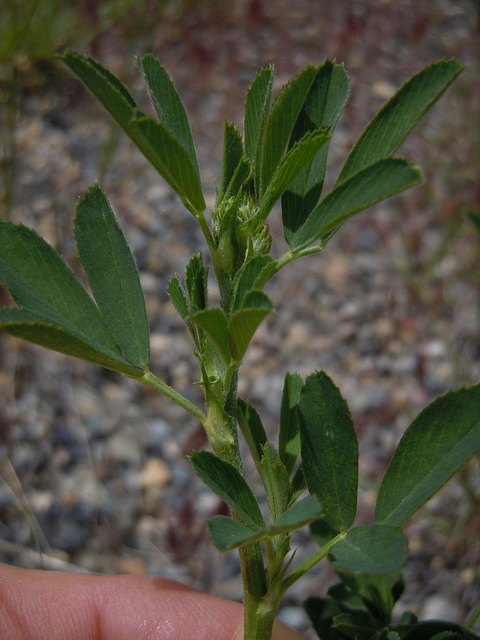 Luzerne cultivée