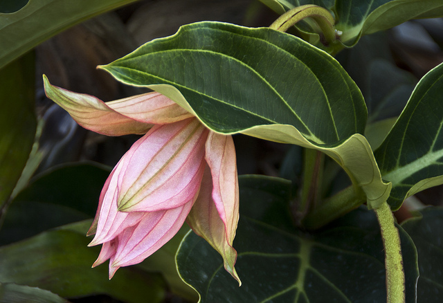 Médinilla magnifique (Medinilla magnifica)