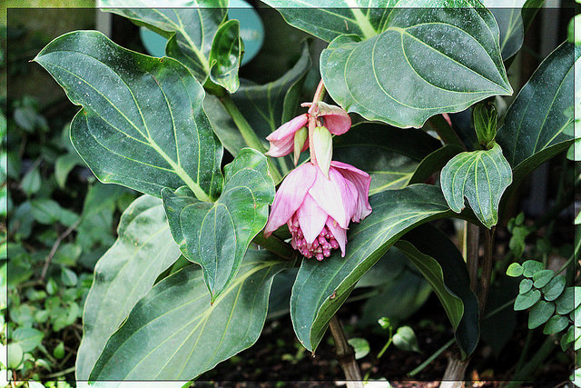 Médinilla magnifique